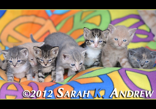 Please call Camelot Auction at 609 448 5225 for more information about the kittens at the barn who are looking for homes.
