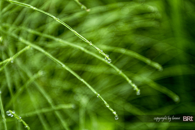 rain_drops_on_green