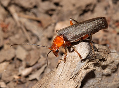 Beetles: Cantharidae