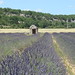 Well & Lavender  Haute Provence