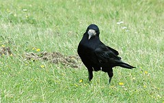 Birds Magpie Crow Raven Rook