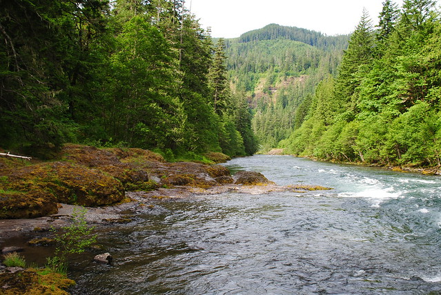 Looking downstream at the Rocky Beach at Clackamas River Trail