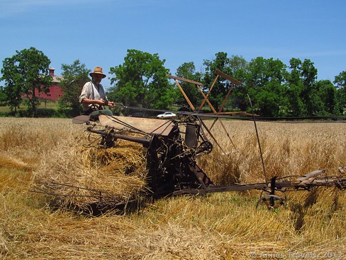 The McCormick Reaper-Binder harvesting wheat at Howell Living History Farm, Lambertville, New Jersey