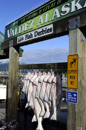Valdez Fish by RV Bob