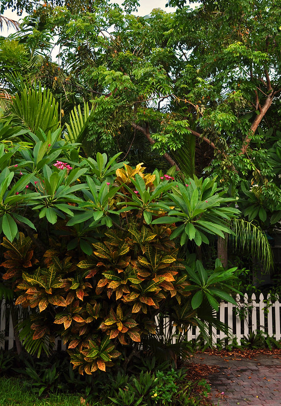 Croton and Plumeria Fence