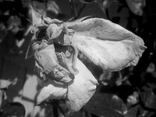 Old Rose Petals