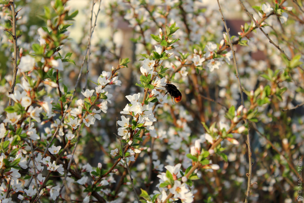 Вишня войлочная и мохножоп :о) Prunus tomentosa (Cerasus tomentosa, Rosaceae) & bumblebee.
