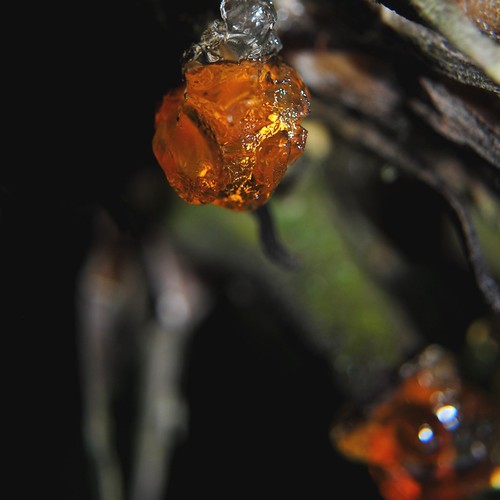 Cut stems of Alocasia portei ooze amber-like glistening substance!