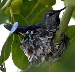 Hummingbird nest 2012