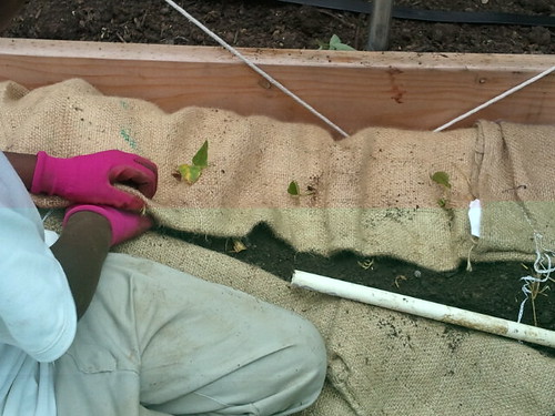 transplanting sweet potato slips at the hoop house - 14 may 2012