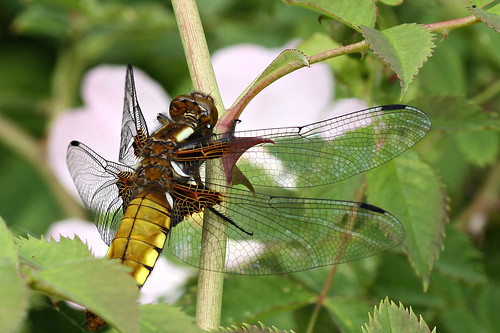 Broad Bodied Chaser (female)