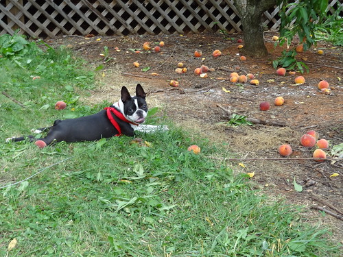 Peach Picking June 2012 (24)