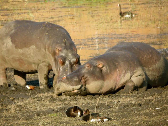 Hippo-sleeping-in-chobe