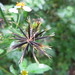 Flower close-ups, Rwenzori Mountains - IMG_0157