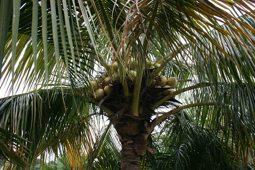 More coconut acquisition