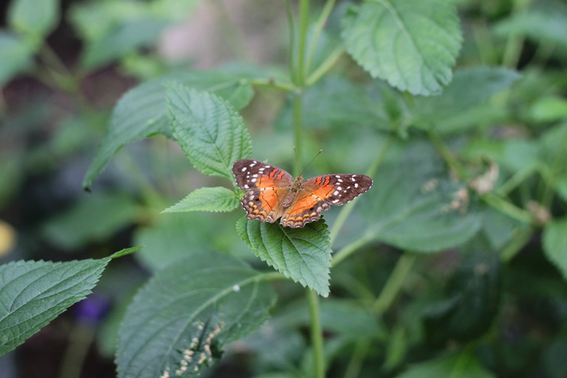 butterfly3-blog