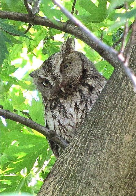 Eastern Screech-owl in Livingston County, IL 57