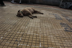 Sleeping Dog Shot By Marziya Shakir 4 Year Old by firoze shakir photographerno1