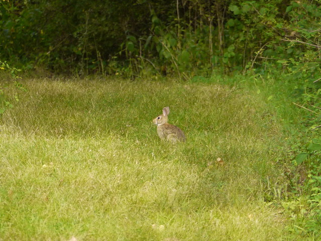 wild rabbit 6