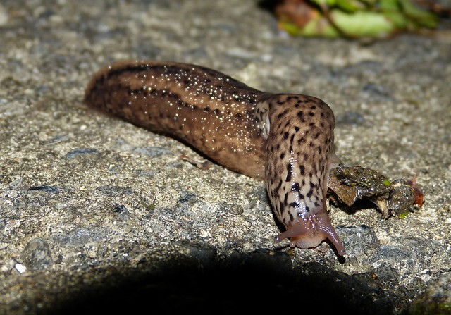 27594 - Leopard Slug