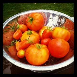 Today's container and grape #tomato harvest #igrewit #containergarden #salad #yumo #sodelicious #food #picked #fresh