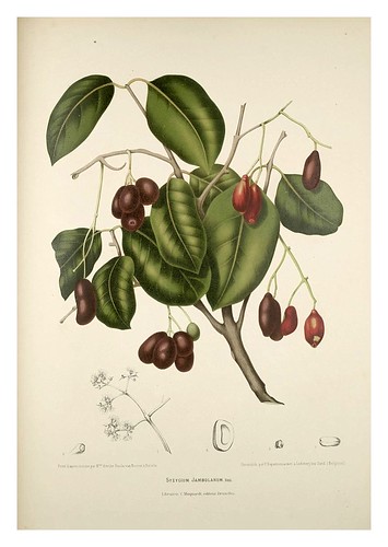 019-Jambula o ciruela de Java-Fleurs, fruits et feuillages choisis de l'ille de Java-1880- Berthe Hoola van Nooten