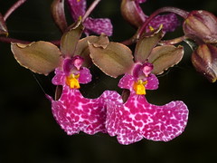 wild Orchids of Ecuador