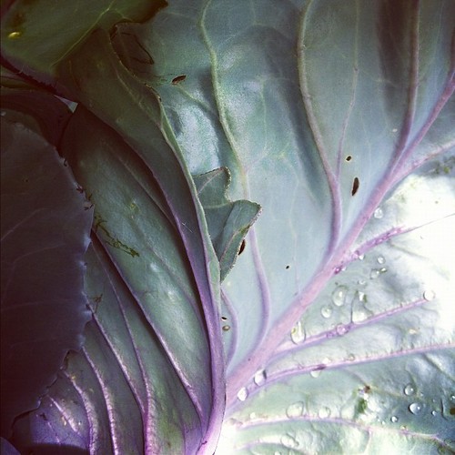 red cabbage leaf detail #organicgarden #urbangarden #maine #lughnasadh