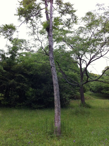 An Ailanthus tree that was artificially planted on a demonstration forest of Kyushu University. This experimental site is mowed on a regular basis as indicated by the absence of understory vegetation.
