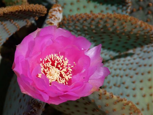 Cacti- Beavertail, Arizona