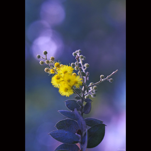Mimosa flower and bokeh by -clicking-