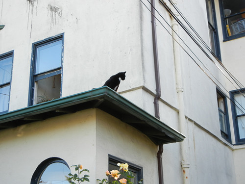 Cat on Rooftop _ 8677