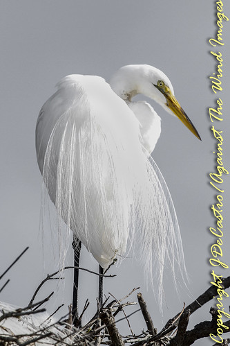 The Majestic Great Egret-2439 by Against The Wind Images