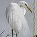 The Majestic Great Egret-2439