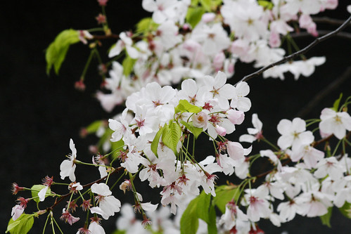 White Flower Blossoms