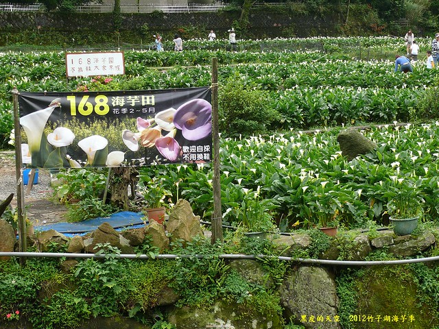 2012 0429竹子湖海芋季013