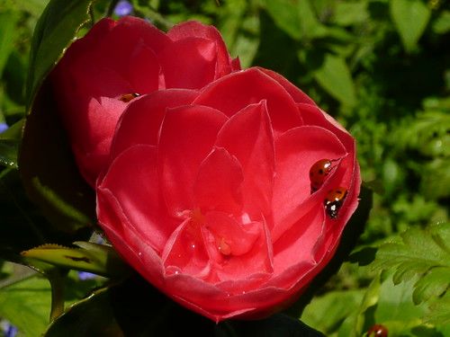 Magnolia ladybirds