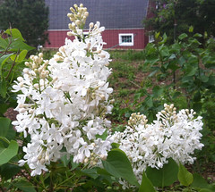 White Lilacs at Long Hill Gardens by randubnick