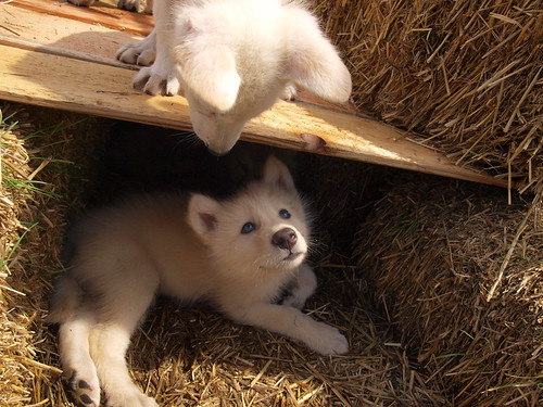 2012-05-12 Fur-Ever Wild Wolf Puppy Madness 104 by puckster55pics