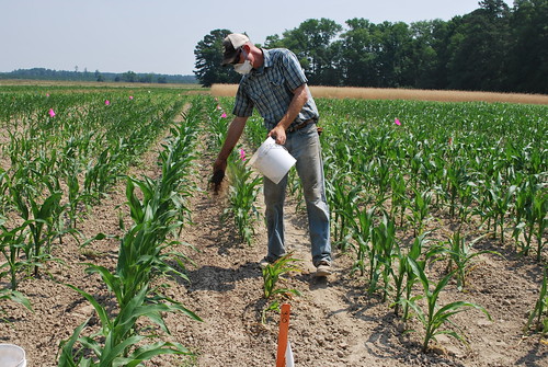 Agricultural Research Service-Sustainable Agricultural Systems Laboratory post-doc, side-dressing corn with pelletized poultry litter.  USDA photo