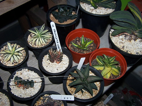 Assorted plants by GREGORIUZ