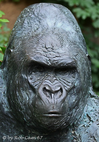 Gorilla Matze by Rob Cam 67