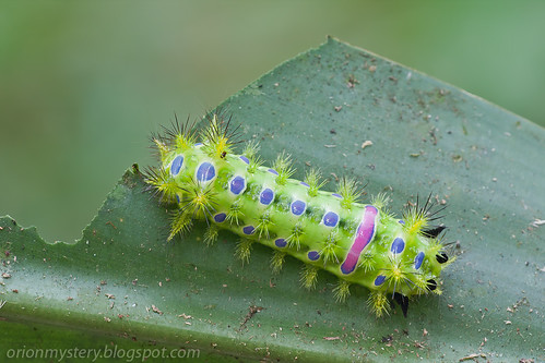 Beautiful moth caterpillar. Family: Limacodidae.  IMG_6687 copy