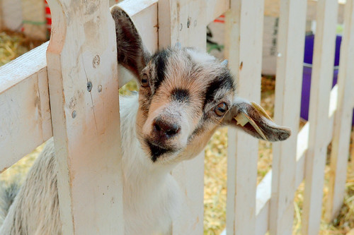 goat at the Fonda Fair