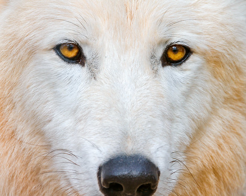 Intense polar wolf by Tambako the Jaguar