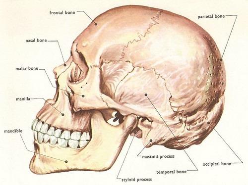 human_skull_side