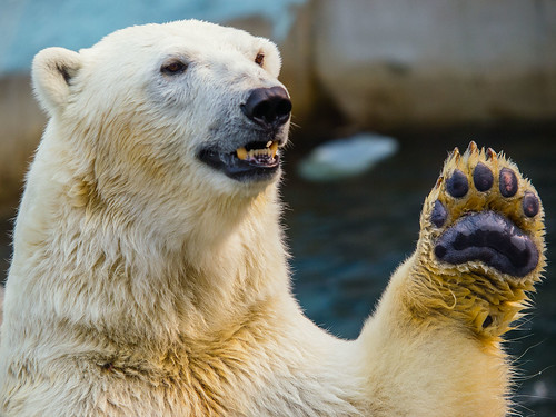  無料写真素材, 動物 , 熊・クマ, ホッキョクグマ・シロクマ  