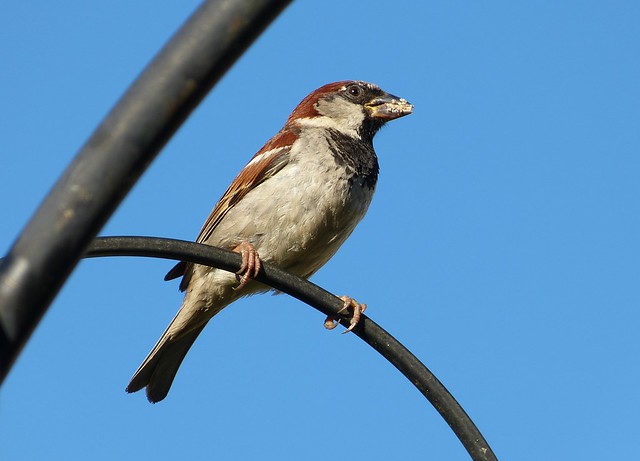 27653 - House Sparrow, Garden