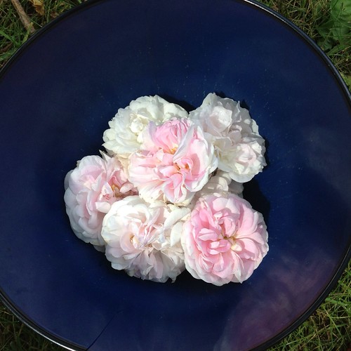 Plockar Rosa Alba Maiden's Blush som ska torkas och användas i rosenmaränger