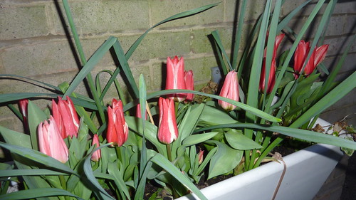 Tulips near the wall width=
